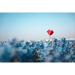 Fotografie Standing Out From The Crowd, borchee, 40 × 26.7 cm
