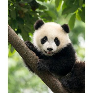 Fotografie Giant Panda baby cub in Chengdu area, China, Alatom, 33.3 × 40 cm