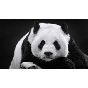 Fotografie Panda in Repose, Thousand Word Images by Dustin Abbott, 40 × 22.2 cm