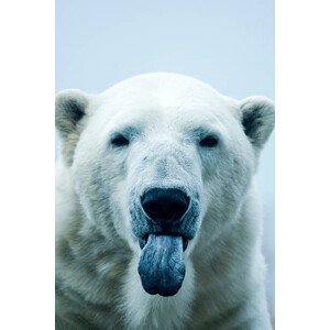 Fotografie Polar Bear closeup portrait, Mark Newman, 26.7 × 40 cm
