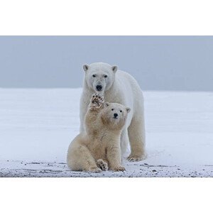 Fotografie Polar bear, Sylvain Cordier, 40 × 26.7 cm