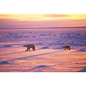 Fotografie Polar Bears Crossing Snowfield, John Conrad, 40 × 26.7 cm