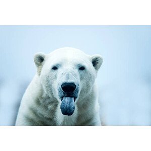 Fotografie Polar Bear closeup portrait, Mark Newman, 40 × 26.7 cm