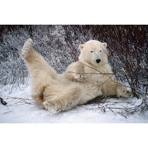 Fotografie Polar Bear Lying in Snow, George D. Lepp, 40 × 26.7 cm