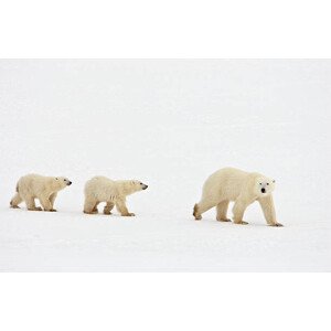 Fotografie Polar bear walking with two cubs, John Conrad, 40 × 26.7 cm