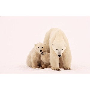 Fotografie Polar Bear Sibling Affection, John Conrad, 40 × 26.7 cm