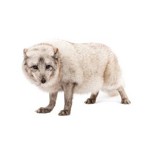 Fotografie Arctic fox, Vulpes lagopus, standing, looking, GlobalP, 40 × 26.7 cm