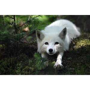 Fotografie Arctic Fox, Megan Lorenz, 40 × 26.7 cm