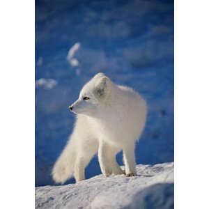 Fotografie Arctic Fox, John Conrad, 26.7 × 40 cm