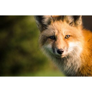 Fotografie A fox., Will Faucher, 40 × 26.7 cm