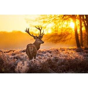 Fotografie Red deer, arturasker, 40 × 26.7 cm