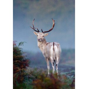 Fotografie Portrait of fallow deer stag, Mark Smith, 26.7 × 40 cm