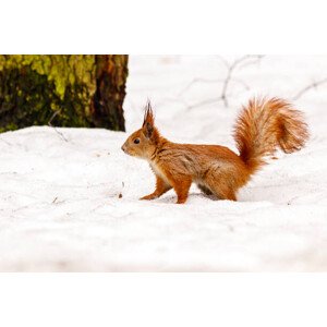 Fotografie beautiful squirrel on the snow eating a nut, Minakryn Ruslan, 40 × 26.7 cm