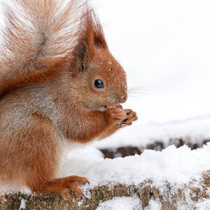 Fotografie Cute fluffy squirrel eating nuts on, Magryt, 40 × 40 cm