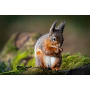 Fotografie Red squirrel feeding, Ian Groves, 40 × 26.7 cm