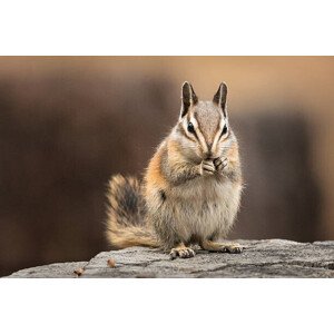 Fotografie Chipmunk sitting up to eat, facing the viewer, Alice Cahill, 40 × 26.7 cm