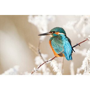 Fotografie Kingfisher, Alcedo atthis, MikeLane45, 40 × 26.7 cm