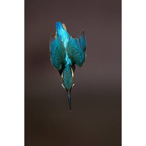 Fotografie Diving Alcedo atthi, Mark Smith, 26.7 × 40 cm