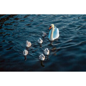 Fotografie Urban Mute Swan newly hatched family, CHUNYIP WONG, 40 × 26.7 cm