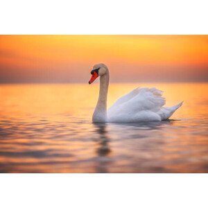 Fotografie White swan in the sea water,sunrise shot, valio84sl, 40 × 26.7 cm