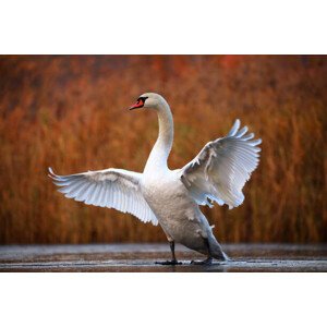 Fotografie Swan on ice, Antagain, 40 × 26.7 cm