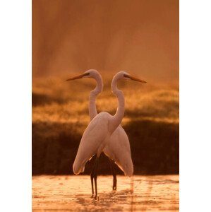 Fotografie Great egret, tahir abbas, 26.7 × 40 cm