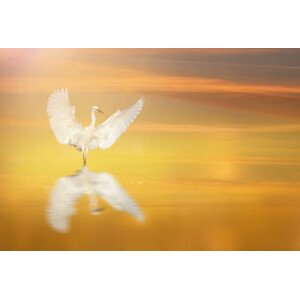 Fotografie Bird Dance, tahir abbas, 40 × 26.7 cm