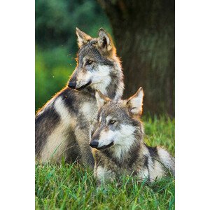 Fotografie Two Gray Wolves (Canis lupus) Indiana, USA, Alex Hibbert, 26.7 × 40 cm