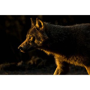 Fotografie Wolf in Golden Light, Chad Graham, 40 × 26.7 cm