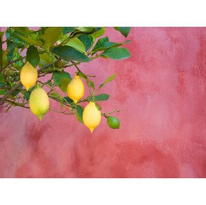 Fotografie lemon tree near red wall, Grant Faint, 40 × 30 cm