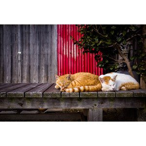 Fotografie Cats sleeping on the bench, Marser, 40 × 26.7 cm