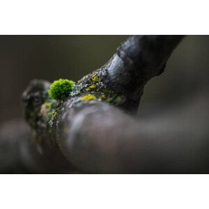 Fotografie Moss, Alen Orgolich, 40 × 26.7 cm