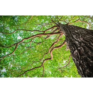 Fotografie New green leaf tree in nature forest, somnuk krobkum, 40 × 26.7 cm