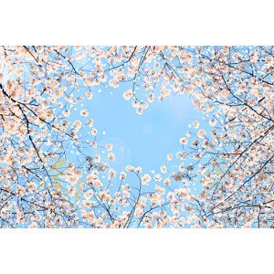 Fotografie Cherry blossom, YuriF, 40 × 26.7 cm