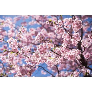 Fotografie Sweet sakura flower in springtime, somnuk krobkum, 40 × 26.7 cm