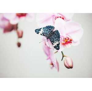Fotografie Butterfly On Orchid, borchee, 40 × 30 cm