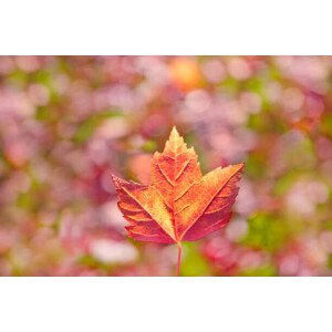 Fotografie Fall leaves, Grant Faint, 40 × 26.7 cm