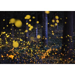 Fotografie The Galaxy in woods, Nori Yuasa, 40 × 30 cm