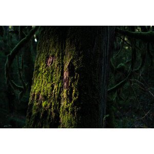Fotografie tree trunk with many attachment, 40 × 26.7 cm
