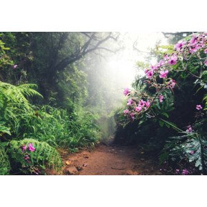 Fotografie Walking Path On Madeira Island, borchee, 40 × 26.7 cm