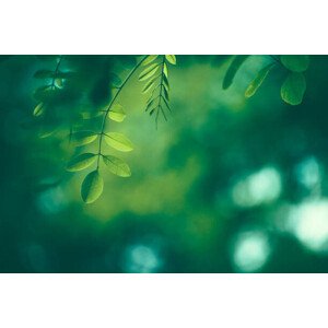 Fotografie Leaf Background, Jasmina007, 40 × 26.7 cm