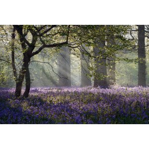 Fotografie Rays of sunlight enter this Bluebell, stevendocwra, 40 × 26.7 cm