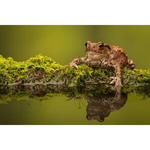 Fotografie A common toad, MarkBridger, 40 × 26.7 cm