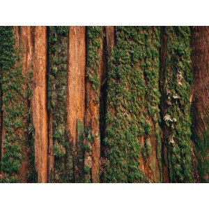 Fotografie Natural moss pattern on cedar tree, Alex Ratson, 40 × 30 cm