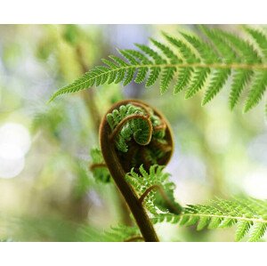 Fotografie Punga Fern Koru, Logan Campbell, 40 × 32.7 cm