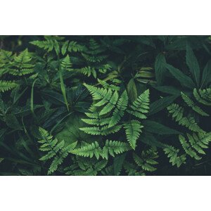 Fotografie Jungle leaves background, Jasmina007, 40 × 26.7 cm