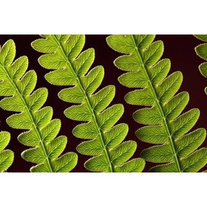 Fotografie Bracken Fern Leaf, weisschr, 40 × 26.7 cm
