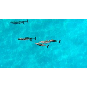 Fotografie Aerial view of a pod of, SkyHighStudios, 40 × 22.2 cm