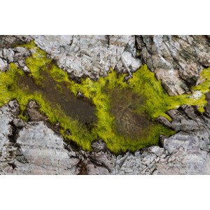Fotografie Abstract view of moss on rocks, Kevin Trimmer, 40 × 26.7 cm