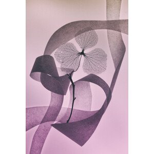 Ilustrace Graceful, Shihya Kowatari, 26.7 × 40 cm